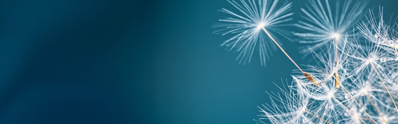 Responsible investing image of a fluffy white plant on blue background